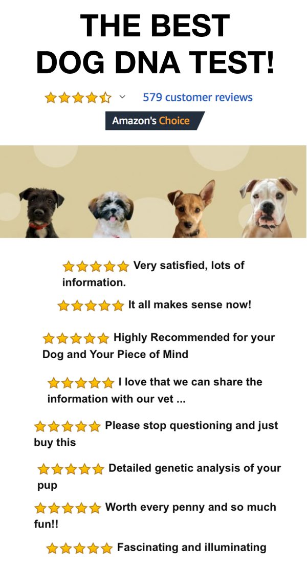 The Best Dog DNA Test!